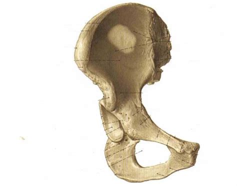 purpose games anatomia.